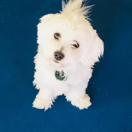 My Sweet Πάφος